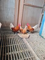 Friese hoen kriel, Dieren en Toebehoren, Pluimvee