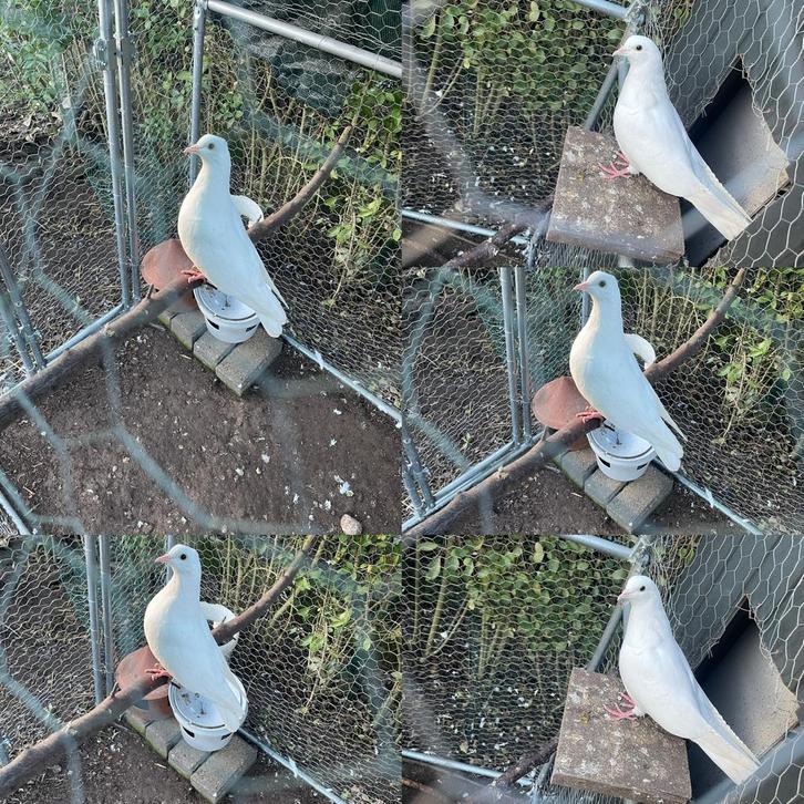 2  jonge tuimelaars 2025, Dieren en Toebehoren, Vogels | Duiven, Tuimelaar of Roller, Meerdere dieren