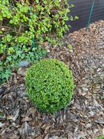 Buxus, Tuin en Terras, Ophalen, Buxus