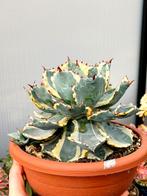 Agave isthmensis 'Kabutogani' Variegated, Ophalen of Verzenden, Winter