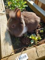 Prachtige leeuwenkop konijntjes supertam kleinblijvend