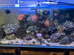 Zeeaquarium, Dieren en Toebehoren, Vissen | Aquaria en Toebehoren, Ophalen, Zo goed als nieuw