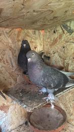 Takla pigeon sur charleroi, Animaux & Accessoires, Oiseaux | Pigeons