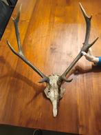 Gewei van hert, oud, Collections, Collections Animaux, Enlèvement, Cerf