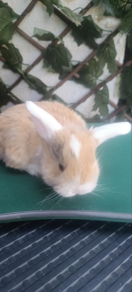 bébé lapins, Dieren en Toebehoren, Mannelijk, Hangoor, 0 tot 2 jaar