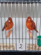 Kanaries, Dieren en Toebehoren