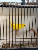 Kanaries 2025 – Gezond en in topconditie, Dieren en Toebehoren, Meerdere dieren, Kleurkanarie