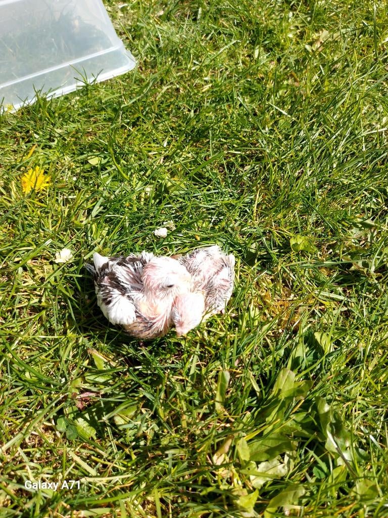 1 super tamme baby valkparkiet, Animaux & Accessoires, Oiseaux | Perruches & Perroquets, Perruche, Sexe inconnu, Domestique, Bagué