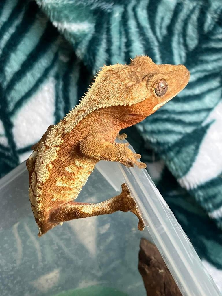 Wimpergekko man, Lézard, Domestique, 0 à 2 ans