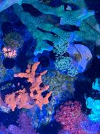 Acropora setosa, Overige typen, Zoutwatervis