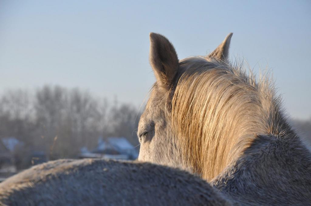 Gratis paardenmest, Ophalen