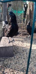 Broedeieren Ayam Cimani, Dieren en Toebehoren, Pluimvee, Geslacht onbekend, Kip