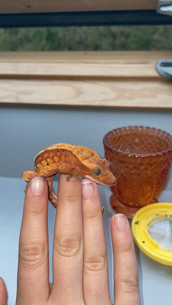 Wimper gekko vrouw, Dieren en Toebehoren, Reptielen en Amfibieën, Tam