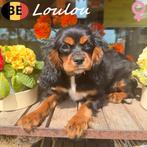 Loulou, Cavalier King Charles chiot à vendre (belge), 15 semaines à 1 an, Commerçant, Belgique, Un chien