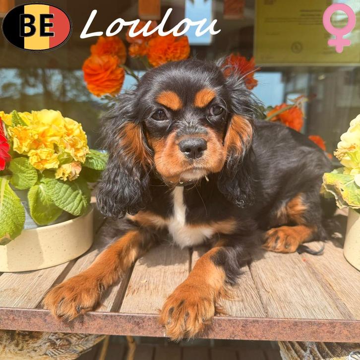 Loulou, Cavalier King Charles puppy te koop (Belgisch), Dieren en Toebehoren, Honden | Chihuahua's en Gezelschapshonden, Teef