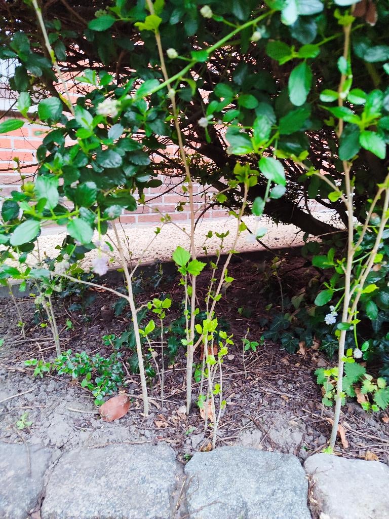 Hibiscus boom, Ophalen, Halfschaduw, Overige soorten, 100 tot 250 cm