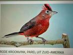 Rode kroonvink MAN, Dieren en Toebehoren, Vogels | Overige Vogels