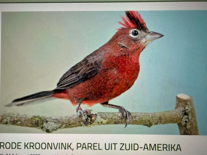 Rode kroonvink MAN, Dieren en Toebehoren, Vogels | Overige Vogels