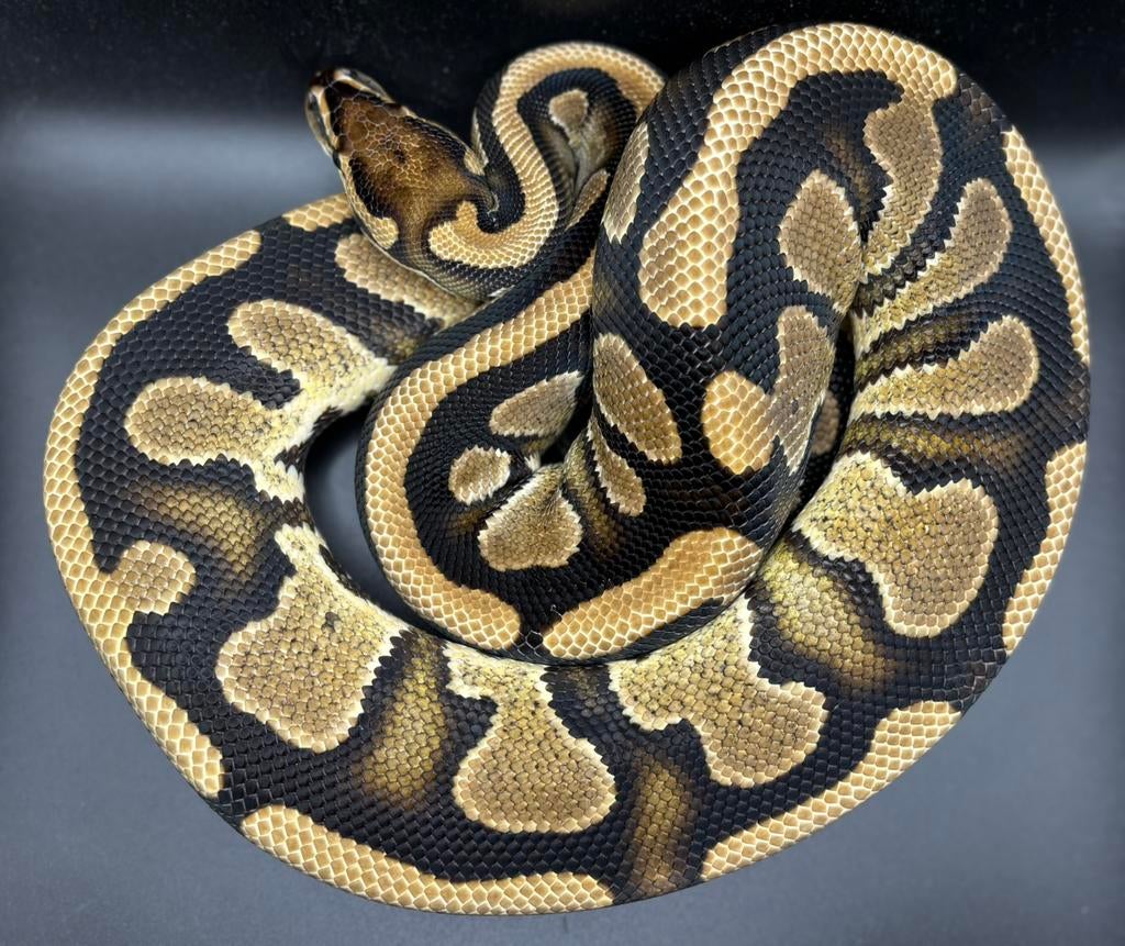 Ballpython 1.0 YB, Dieren en Toebehoren, Reptielen en Amfibieën