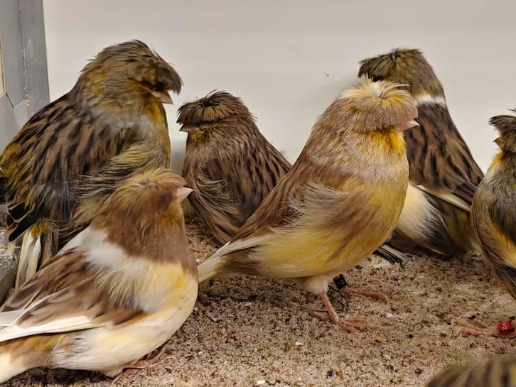 Glosters kanaries, Dieren en Toebehoren, Vogels | Kanaries, Postuurkanarie, Mannelijk