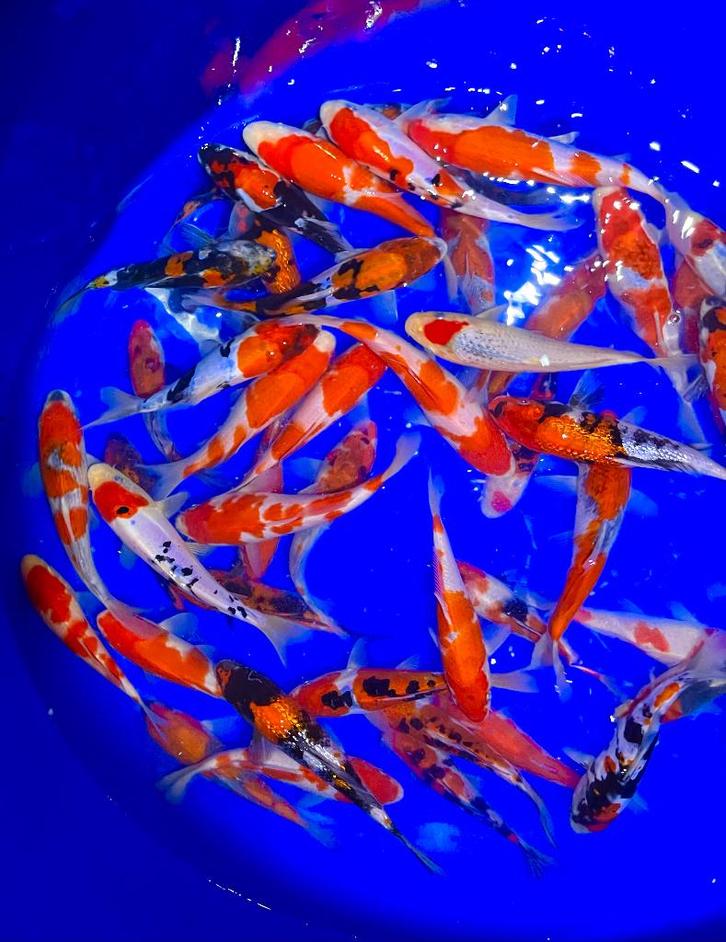HQ Tosai 18-22 cm Hiroi (Conias), Animaux & Accessoires, Poissons | Poissons d'étang, Carpe ou Koï
