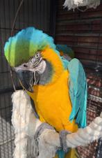 Oiseaux, Ophalen, Nieuw