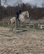 Perfecte schoolmaster ruin/ hongre maître d’ecole, Animaux & Accessoires, Hongre, L, 165 à 170 cm, Avec pedigree