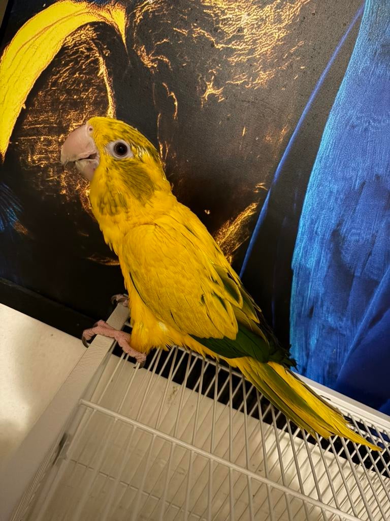 Handtamme goudparkiet jonge pop (guaruba guarouba), Vrouwelijk, Geringd