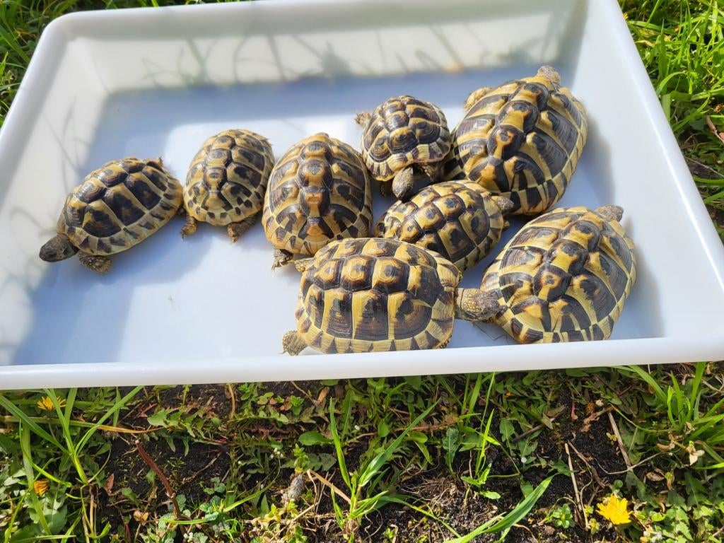 Griekselandschildpadden, Ophalen