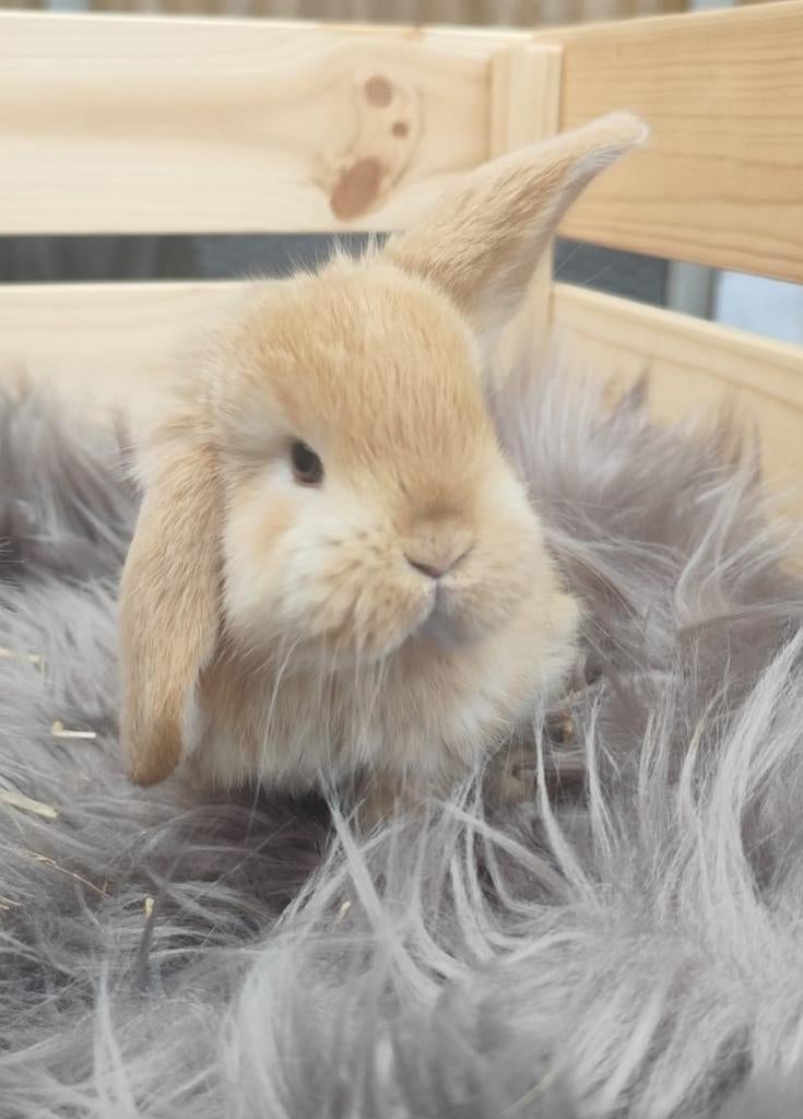 Franse hangoor, Dieren en Toebehoren, Konijnen, Mannelijk, Groot, Hangoor, 0 tot 2 jaar