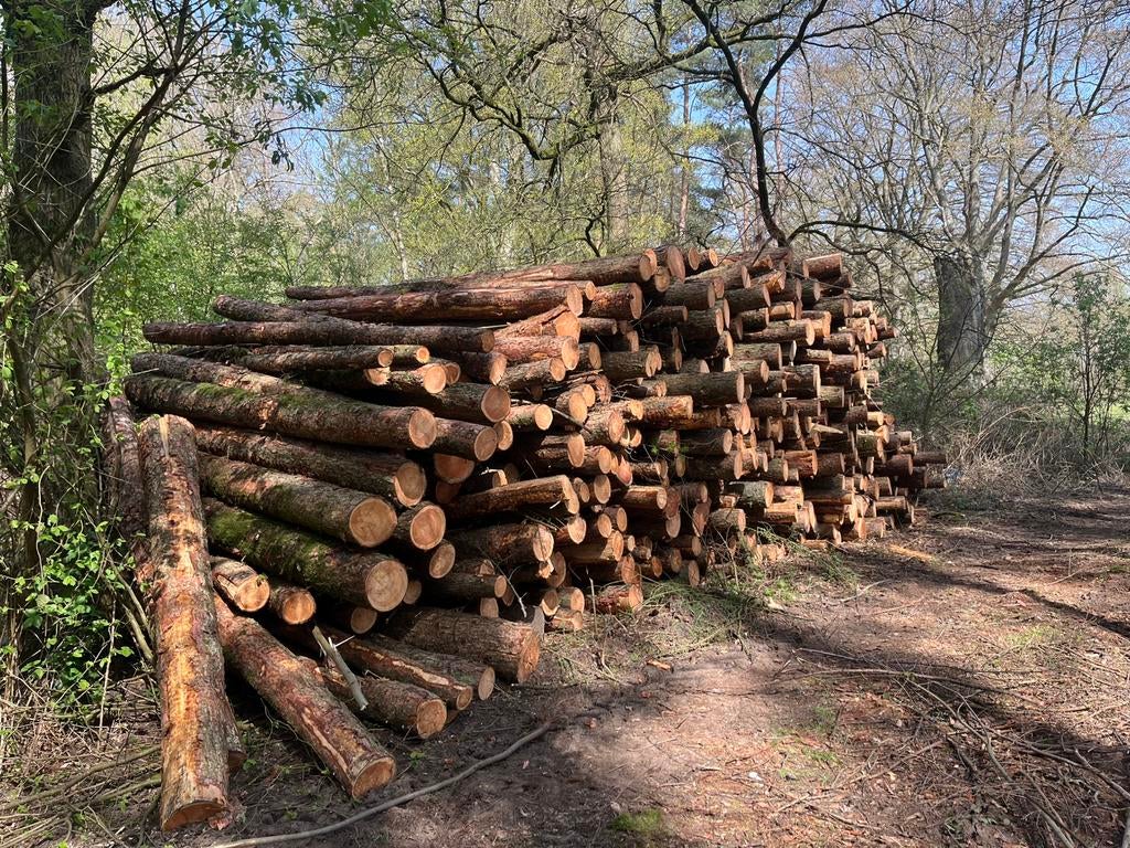 Stamhout Lork, 6 m³ ou plus, Enlèvement, Autres essences de bois, Troncs d'arbres