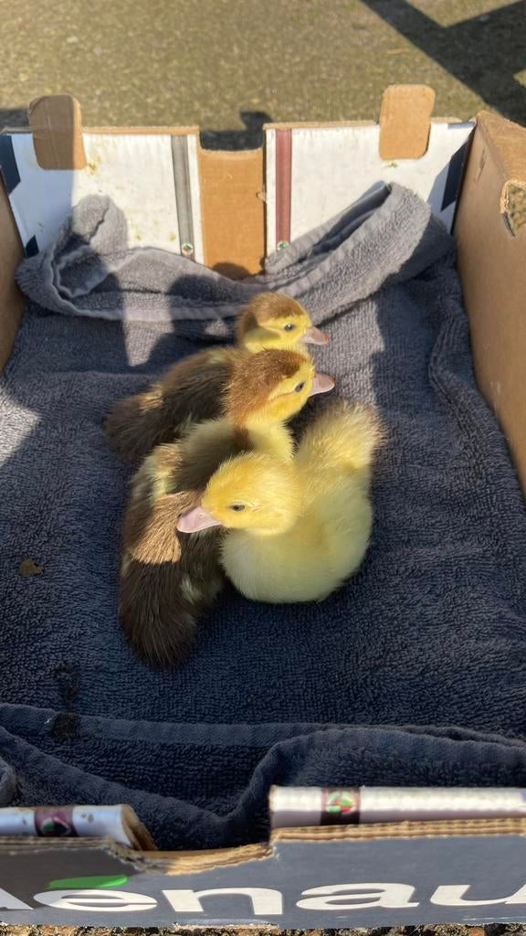 Eenden kuikentjes, Dieren en Toebehoren, Pluimvee, Geslacht onbekend, Eend