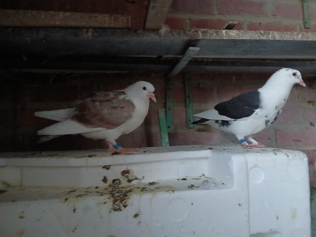 Pigeonneaux, Meerdere dieren, Overige soorten