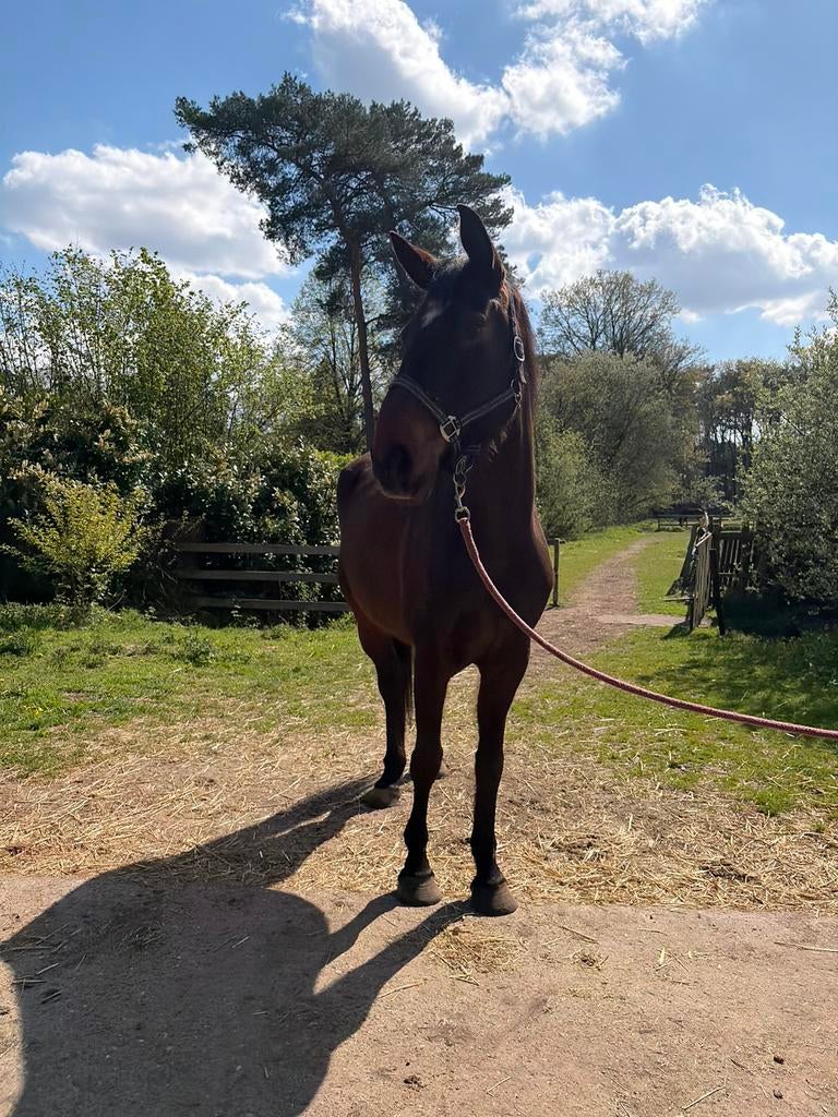 Fokmerrie te koop, Dieren en Toebehoren, Paarden, Merrie, Met stamboom, Niet van toepassing, 170 tot 175 cm
