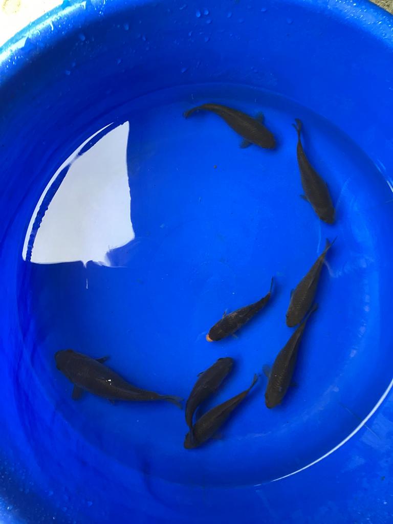 Japanse koi nakweek 2025, Animaux & Accessoires, Poissons | Poissons d'étang, Carpe ou Koï