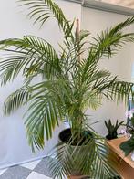 Plante d'intérieur en pot, En pot, Palmier, 150 à 200 cm, Enlèvement