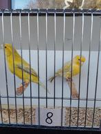 Kanaries, Dieren en Toebehoren