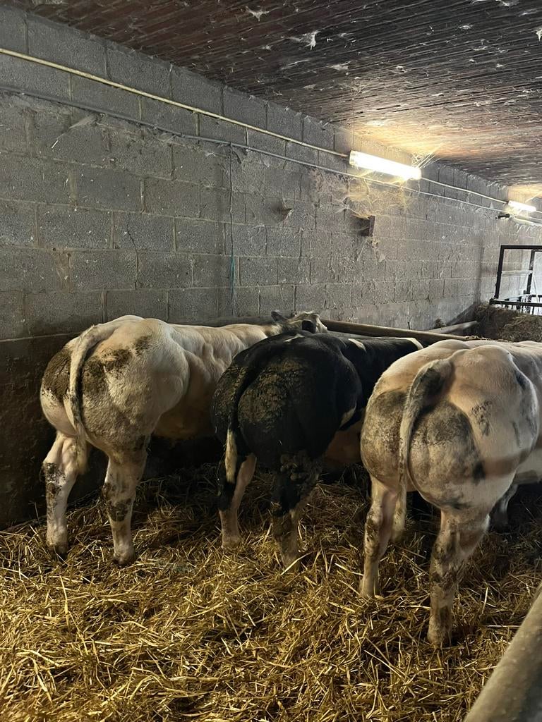 Bwb stieren., Dieren en Toebehoren, Runderen, Mannelijk