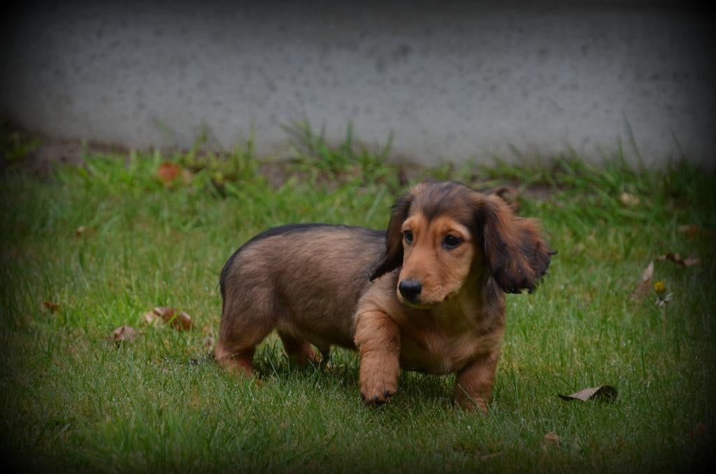 Chiots teckel à poil long brun, Animaux & Accessoires, Chiens | Teckels & Bassets, Chien (mâle), Poils longs, Éleveur | Professionnel