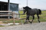 BWP ruin - 3,5 j - zoon v. Rookie Blue de Tamise x Cicero Z, Dieren en Toebehoren, Met stamboom, Ruin, Niet van toepassing, 3 tot 6 jaar