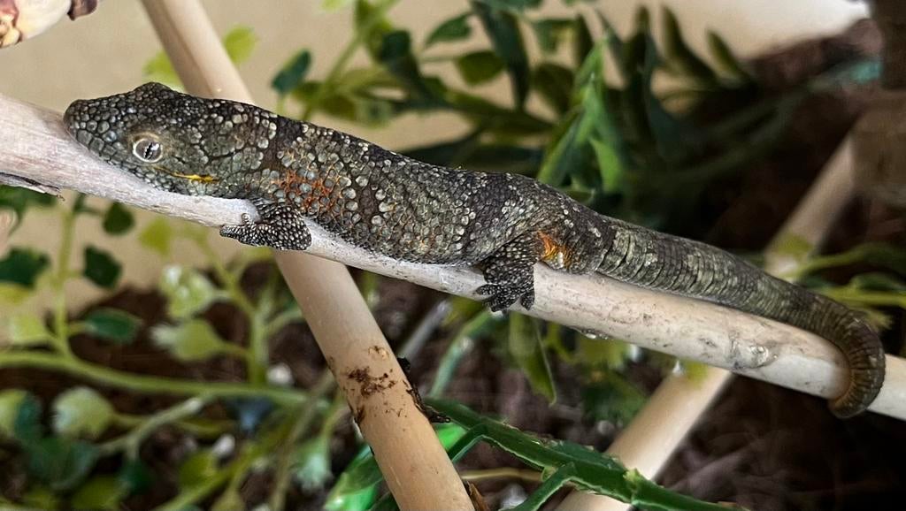 Eurydactylodes agricolae, Lézard, 0 à 2 ans