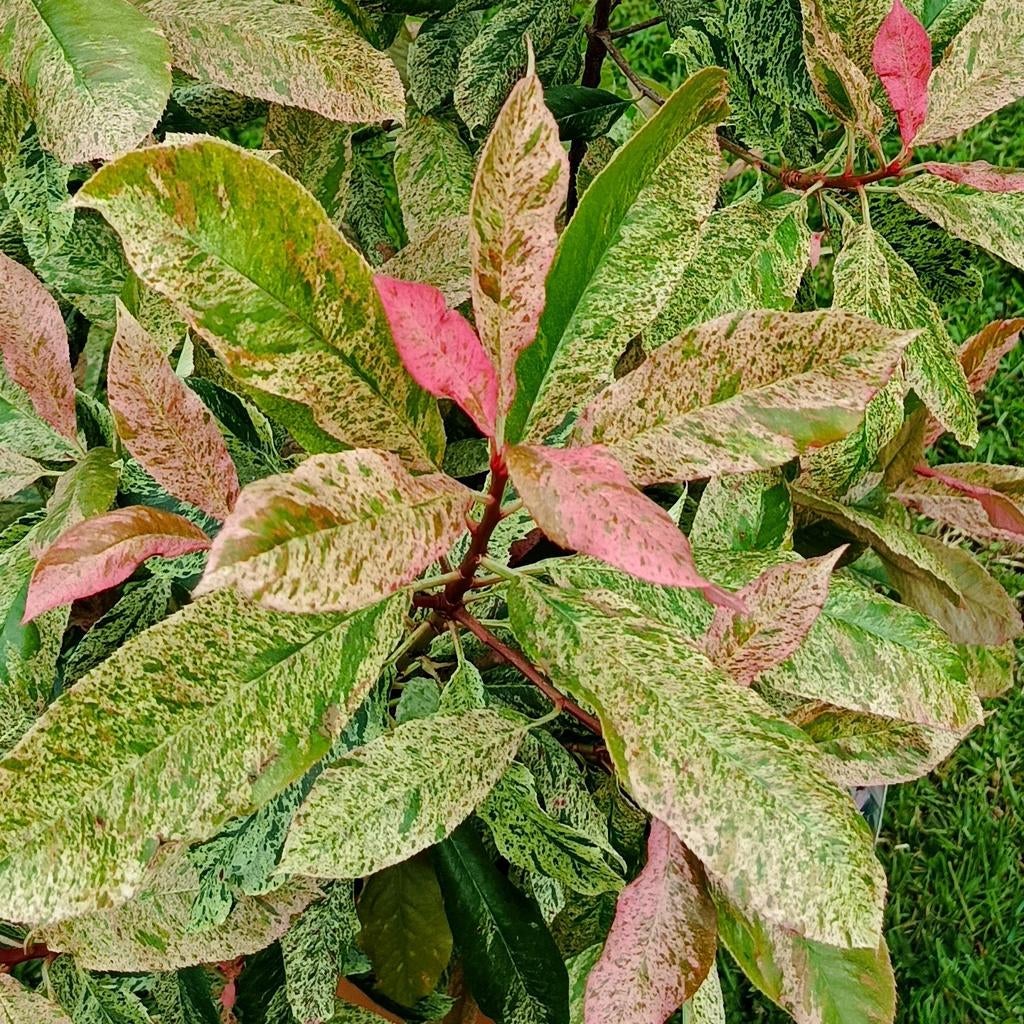 Photinia 'Pink Crispy', winterharde bladhoudende plant, Tuin en Terras, Planten | Tuinplanten, Ophalen