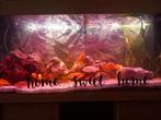 Juwel malawi-aquarium van 120cm + onderkast en toebehoren, Dieren en Toebehoren, Vissen | Aquaria en Toebehoren, Ophalen