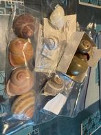 Escargots, Collections, Enlèvement ou Envoi