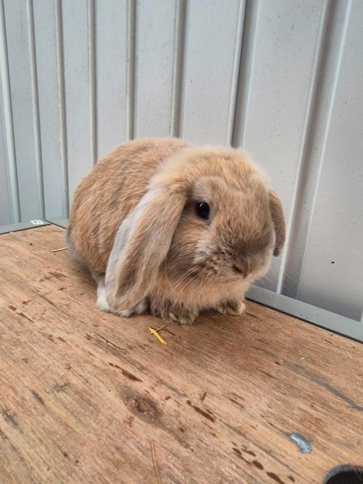 Nederlandse hangoordwerg ram, Dieren en Toebehoren, Konijnen