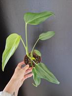 Monstera Burle Flame, Ophalen of Verzenden