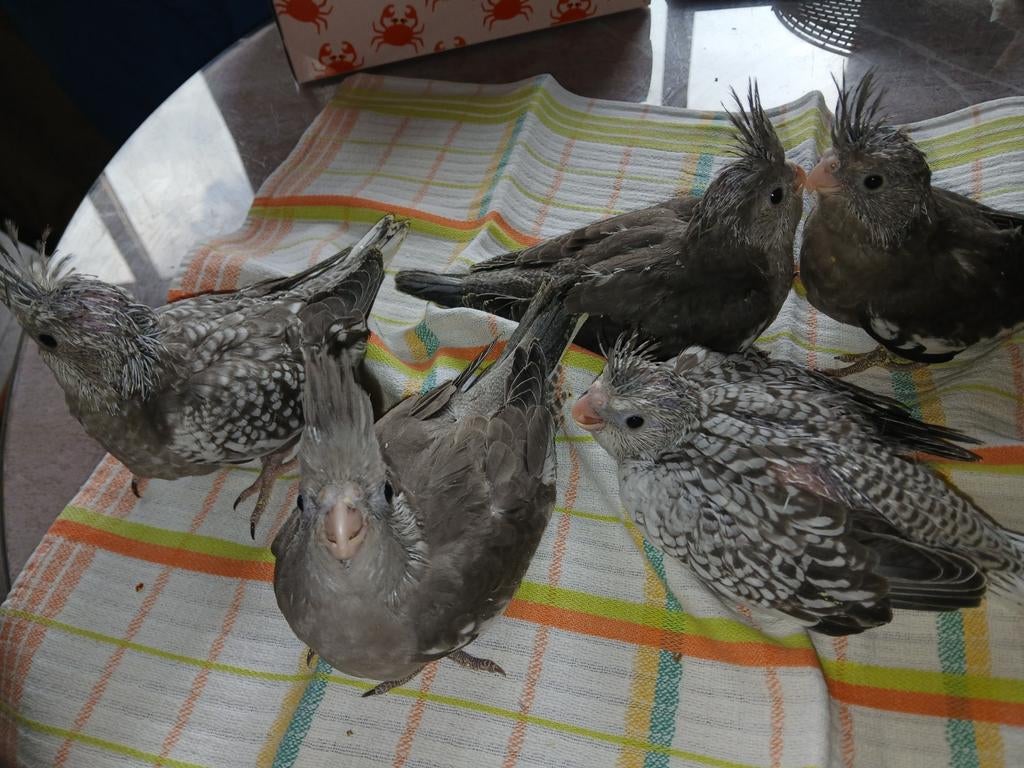 Hand tamme valkparkieten, Dieren en Toebehoren, Vogels | Overige Vogels