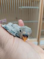Dwergpapegaai baby handtam Blauw, Dieren en Toebehoren