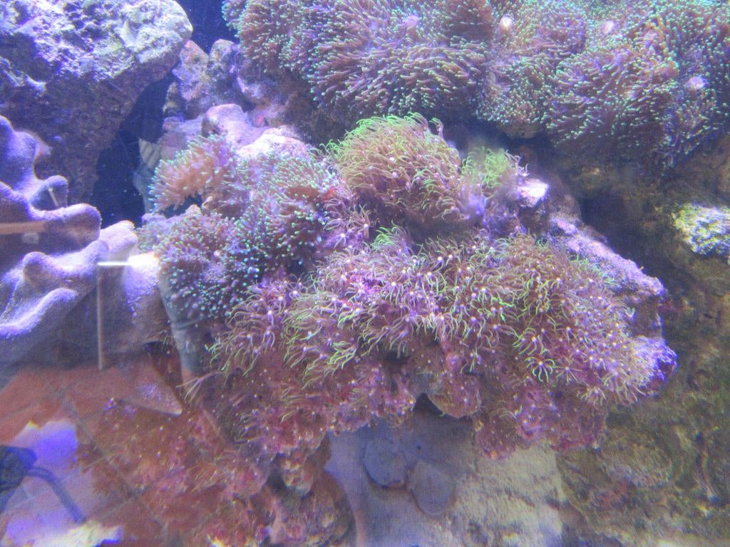 aquarium recifal, Animaux & Accessoires, Enlèvement, Utilisé, Aquarium d'eau de mer rempli, Red Sea