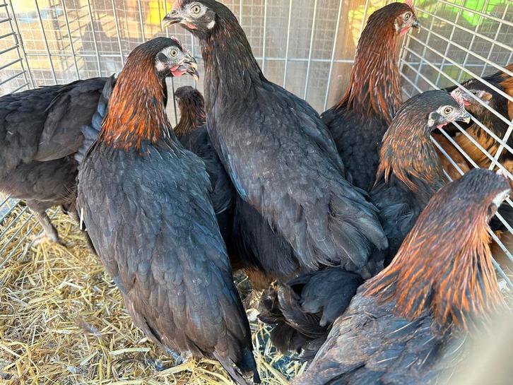 Marans kippen zwart koperhals, Dieren en Toebehoren, Pluimvee